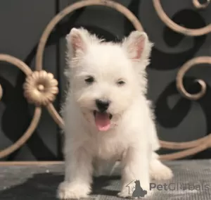 Additional photos: west highland white terrier puppy female