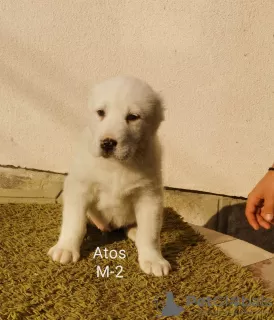 Additional photos: Central Asia Shepherd Dog Puppies