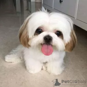 Photo №4. I will sell shih tzu in the city of Фокино.  - price - 317$