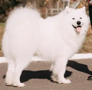 Photo №3. Viscous Samoyed in Belarus. Announcement № 1675