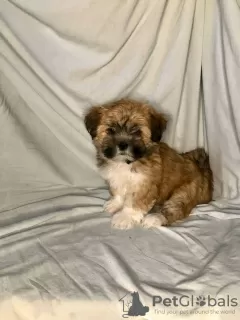 Photo №3. Lhasa Apso girls. Russian Federation