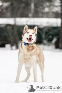 Additional photos: Handsome husky Hart is in good hands