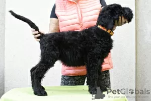 Photo №3. BLACK RUSSIAN TERRIER - UNIQUE FCI PUPPIES. Poland