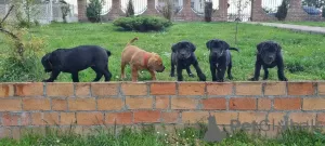 Additional photos: South African Mastiff - Boerboel