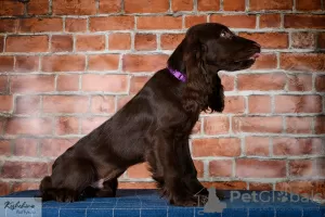 Additional photos: Field Spaniel - puppies