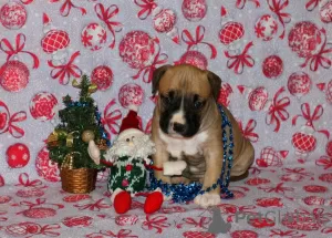 Additional photos: American Staffordshire Terrier puppies