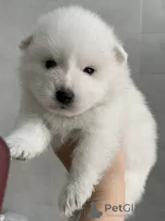 Photo №3. Japanese Spitz puppies. Russian Federation