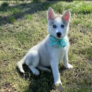 Photo №1. siberian husky - for sale in the city of Patras | 317$ | Announcement № 78605