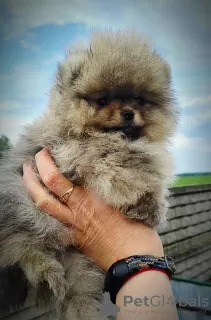 Additional photos: Pomeranian Spitz, puppies. Mini bears