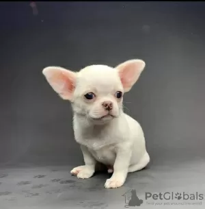 Photo №2 to announcement № 126620 for the sale of chihuahua - buy in Sweden 