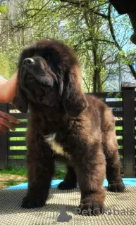 Photo №1. newfoundland dog - for sale in the city of Żywiec | negotiated | Announcement № 95071