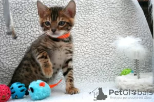 Photo №1. bengal cat - for sale in the city of Miamisburg | 350$ | Announcement № 111981