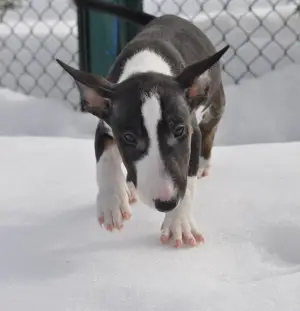 Photo №2 to announcement № 1339 for the sale of bull terrier - buy in Belarus breeder