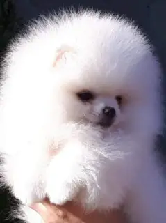 Photo №2 to announcement № 364 for the sale of pomeranian - buy in Poland 