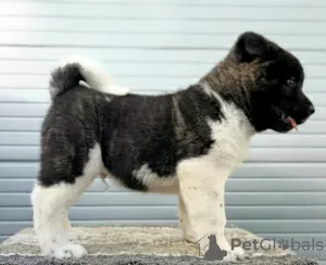 Photo №1. american akita - for sale in the city of Kraljevo | negotiated | Announcement № 126936