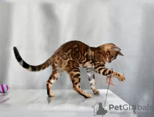 Photo №3. Gorgeous Bengal cat. Belarus