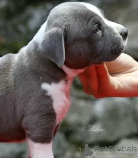 Additional photos: American Staffordshire Terrier Beautiful Puppies