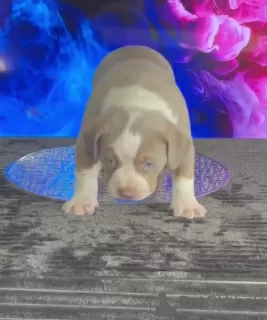 Additional photos: American bully puppies