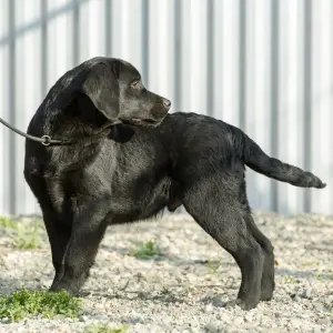 Additional photos: Labrador Retriever Puppies