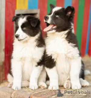 Additional photos: Yakutian Laika puppies (last litter)