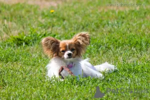 Photo №4. I will sell papillon dog in the city of Minsk. from nursery - price - 1183$