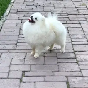 Photo №3. White girl and boy Pomeranian Spitz. Ready to move.. Russian Federation