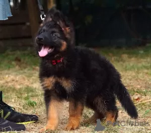 Additional photos: Beautiful dsh German Shepherd puppies.