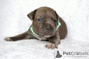 Additional photos: Unique Amstaff puppies