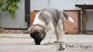 Additional photos: American Akita puppies for sale