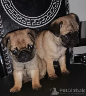 Photo №1. pug - for sale in the city of Hagen | Is free | Announcement № 101850