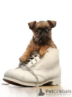 Photo №2 to announcement № 38378 for the sale of belgian griffon, brussels griffon, petit brabançon - buy in Russian Federation from nursery