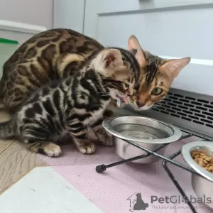 Photo №4. I will sell bengal cat in the city of Minsk. from nursery, breeder - price - negotiated