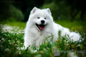 Photo №1. Mating service - breed: samoyed dog. Price - 538$