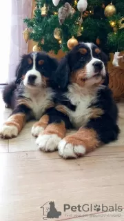 Photo №4. I will sell bernese mountain dog in the city of Bocar. breeder - price - negotiated