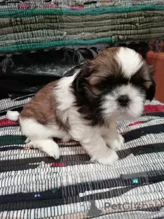 Additional photos: Purebred Shih Tzu puppies.