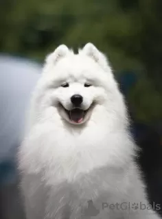 Photo №3. Lovely Snow Diamonds Samoyed Kennel (HU). Hungary