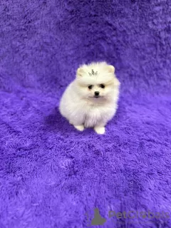 Photo №4. I will sell pomeranian in the city of Aalst. private announcement - price - 1585$