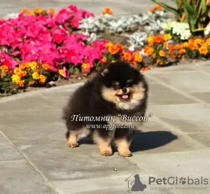 Additional photos: Beautiful Pomeranian Spitz puppy