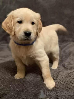 Photo №3. Cute Golden retriever,. United States