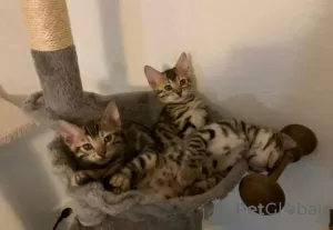 Photo №1. bengal cat - for sale in the city of Berlin | Is free | Announcement № 126351