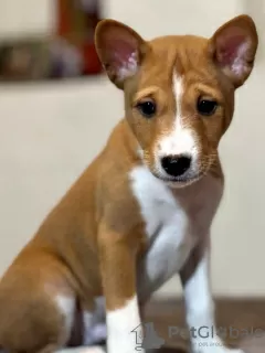 Additional photos: Basenji puppies. African non-barking dog.