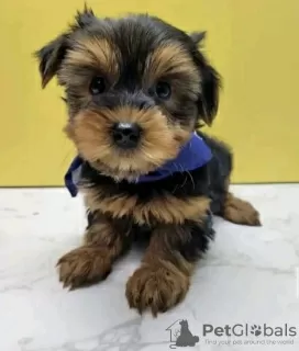 Additional photos: Yorky puppies