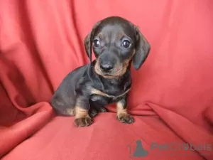 Photo №4. I will sell dachshund in the city of Lisbon.  - price - negotiated