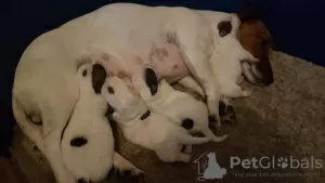 Photo №3. Beautifu Jack Russell puppies,. Ireland