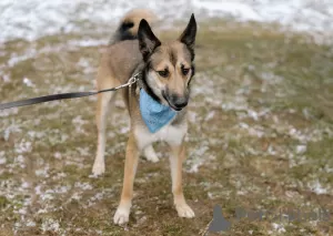 Photo №3. Beautiful dog Billy as a gift. Belarus