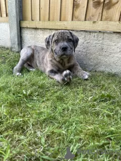 Photo №2 to announcement № 48761 for the sale of english mastiff - buy in Sweden breeder