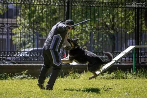 Additional photos: East European Shepherd Dog Puppy