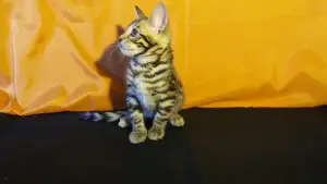 Photo №4. I will sell bengal cat in the city of Minsk. private announcement, from nursery, breeder - price - 1000$