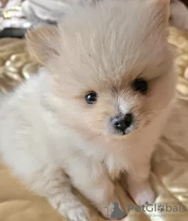 Photo №1. pomeranian - for sale in the city of Miami | 300$ | Announcement № 112164