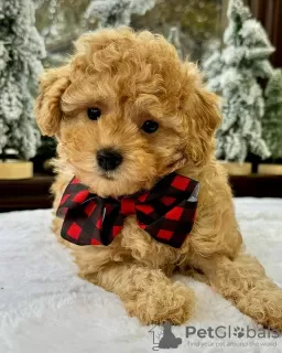 Photo №1. labradoodle - for sale in the city of Derby | 310$ | Announcement № 123223